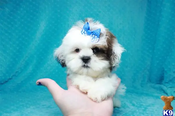 Shih Tzu puppy for sale