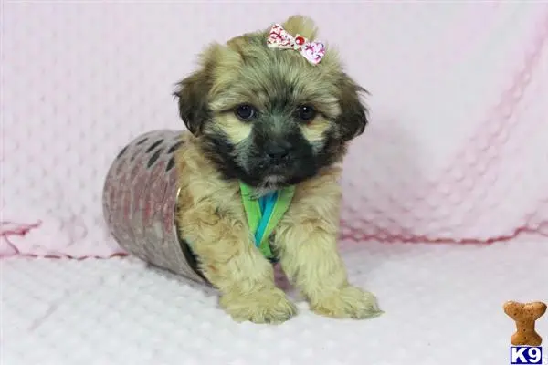 Shih Tzu puppy for sale