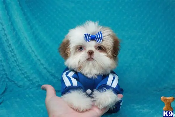 Shih Tzu puppy for sale