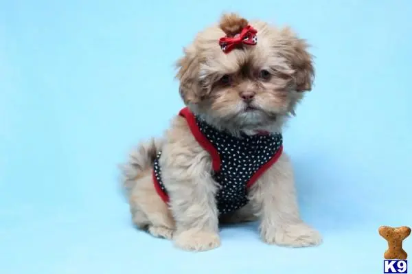 Shih Tzu puppy for sale