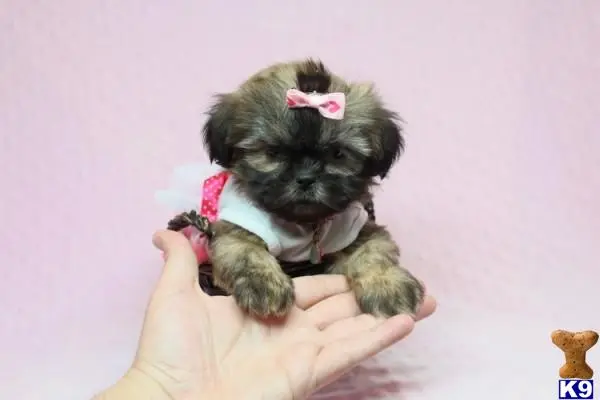 Shih Tzu puppy for sale