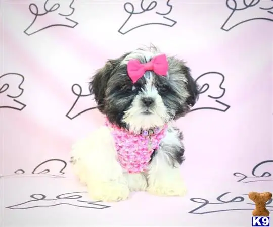 Shih Tzu puppy for sale