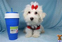 maltese puppy posted by lvpuppyheaven