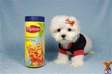 maltese puppy posted by lvpuppyheaven