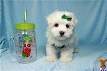 maltese puppy posted by lvpuppyheaven