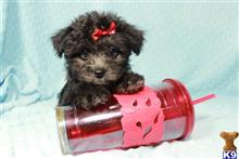 maltese puppy posted by lvpuppyheaven
