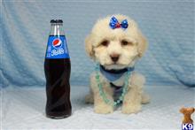 maltese puppy posted by lvpuppyheaven