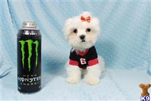 maltese puppy posted by lvpuppyheaven
