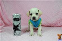 maltese puppy posted by lvpuppyheaven
