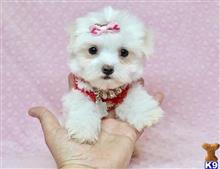 maltese puppy posted by lvpuppyheaven