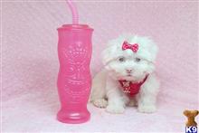 maltese puppy posted by lvpuppyheaven
