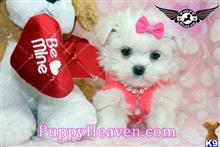 maltese puppy posted by lvpuppyheaven