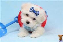 maltese puppy posted by lvpuppyheaven