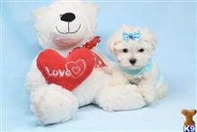 maltese puppy posted by lvpuppyheaven