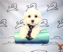maltese puppy posted by lvpuppyheaven