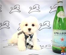 maltese puppy posted by lvpuppyheaven