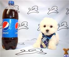 maltese puppy posted by lvpuppyheaven