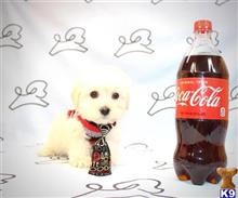 maltese puppy posted by lvpuppyheaven