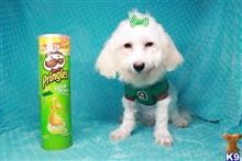 maltipoo puppy posted by lvpuppyheaven