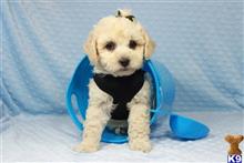 maltipoo puppy posted by lvpuppyheaven