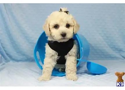 Maltipoo