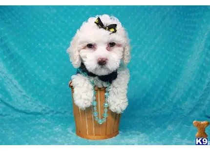 Maltipoo