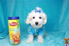 maltipoo puppy posted by lvpuppyheaven