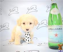 maltipoo puppy posted by lvpuppyheaven