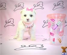 maltipoo puppy posted by lvpuppyheaven