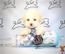 maltipoo puppy posted by lvpuppyheaven