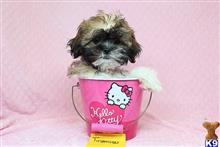 shih tzu puppy posted by lvpuppyheaven