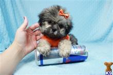shih tzu puppy posted by lvpuppyheaven