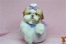 shih tzu puppy posted by lvpuppyheaven