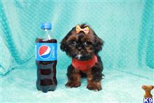 shih tzu puppy posted by lvpuppyheaven