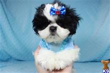 shih tzu puppy posted by lvpuppyheaven