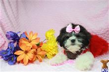 shih tzu puppy posted by lvpuppyheaven
