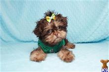 shih tzu puppy posted by lvpuppyheaven