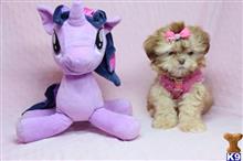 shih tzu puppy posted by lvpuppyheaven