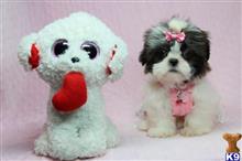 shih tzu puppy posted by lvpuppyheaven
