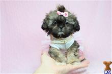 cherry available Shih Tzu puppy located in Las Vegas