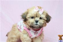 shih tzu puppy posted by lvpuppyheaven