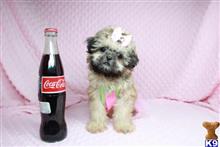 shih tzu puppy posted by lvpuppyheaven