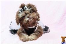 shih tzu puppy posted by lvpuppyheaven