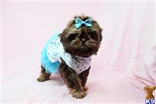 shih tzu puppy posted by lvpuppyheaven