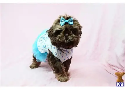 Shih Tzu