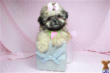 shih tzu puppy posted by lvpuppyheaven
