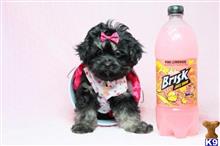 shih tzu puppy posted by lvpuppyheaven