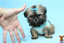 shih tzu puppy posted by lvpuppyheaven