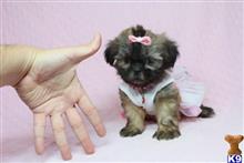 shih tzu puppy posted by lvpuppyheaven