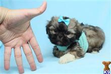 shih tzu puppy posted by lvpuppyheaven